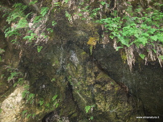 ldaia del Drago19-07-2015 10-16-06